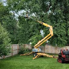 Best Palm Tree Trimming  in Athens, WV