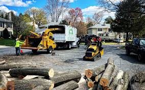 How Our Tree Care Process Works  in  Athens, WV