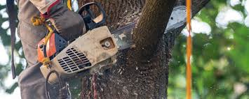 Lawn Maintenance Plans in Athens, WV