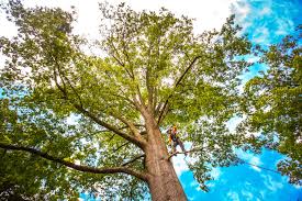 Best Tree Maintenance Programs  in Athens, WV