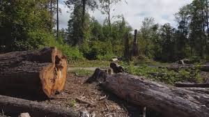 Best Tree Cabling and Bracing  in Athens, WV