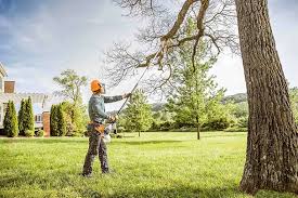 Best Root Management and Removal  in Athens, WV