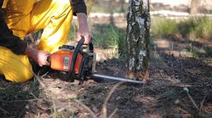 Best Hazardous Tree Removal  in Athens, WV