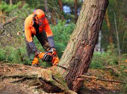 Best Storm Damage Tree Cleanup  in Athens, WV