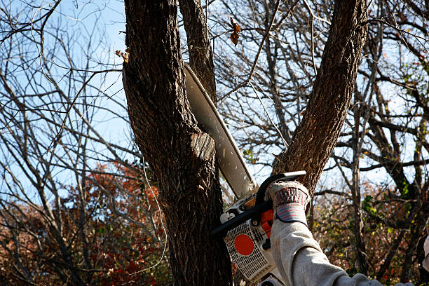 Best Leaf Removal  in Athens, WV