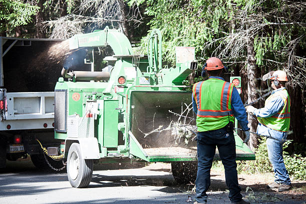 Best Fruit Tree Pruning  in Athens, WV