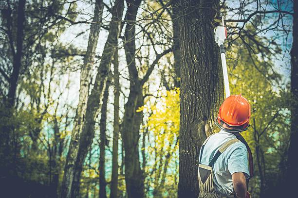 Best Tree Removal  in Athens, WV