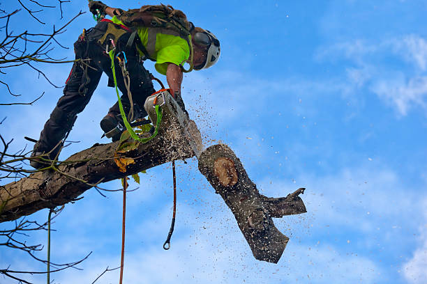 Best Commercial Tree Services  in Athens, WV
