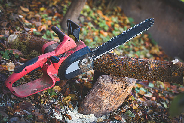 Reliable Athens, WV Tree Care Solutions