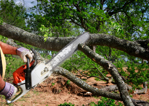 Best Emergency Tree Removal  in Athens, WV